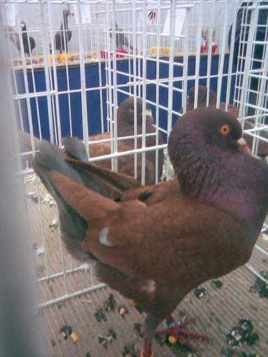 maltez rosu - 1502 partea 3