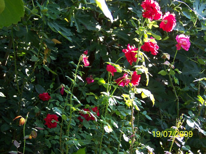 100_8173 - Iulie 2