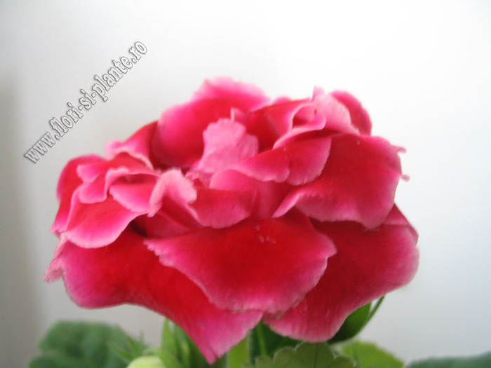 Gloxinia carmin involt bordat 2 - GLOXINIA _ SINNINGIA