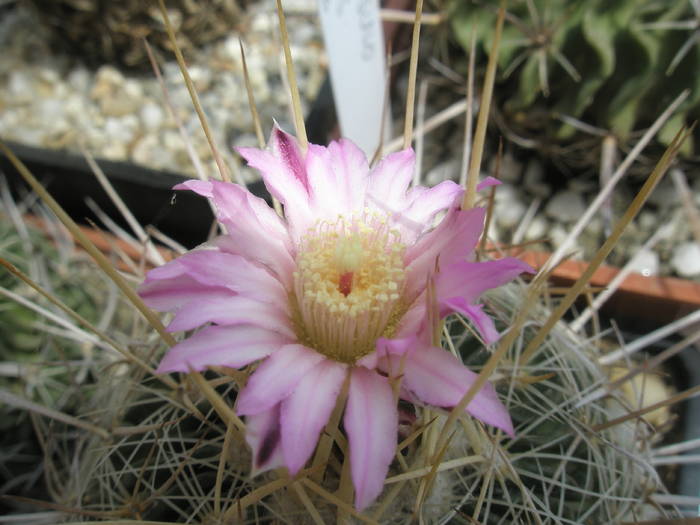 Echinofossulo multicostatus - floare - Echinofossulocactus