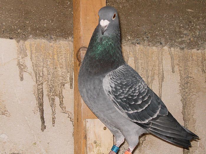 HPIM2179 - porumbei 2009