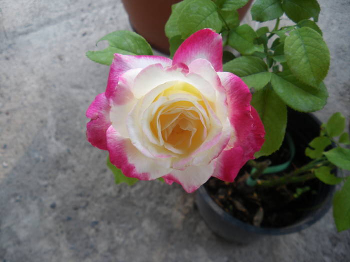 IMGP0764 - trandafiri