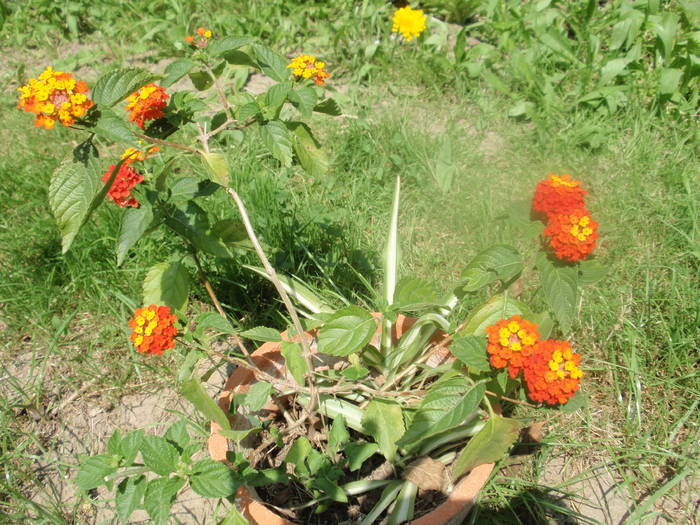 lantana - plante cu flori