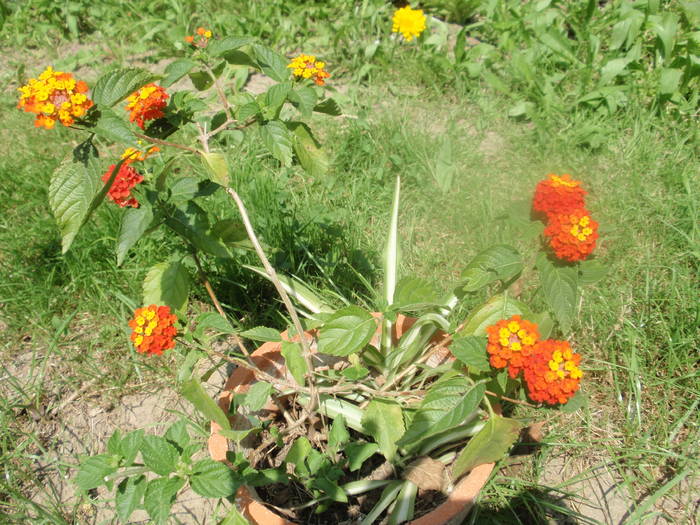 lantana