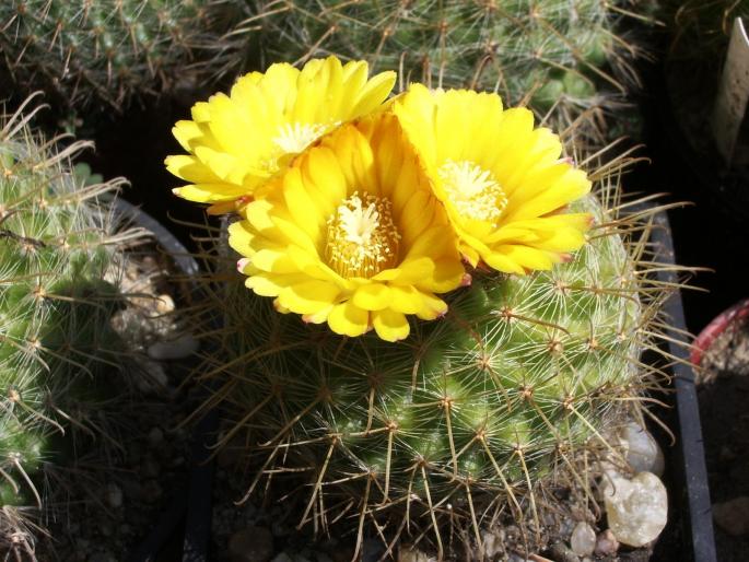 Parodia aureispina - cactusi