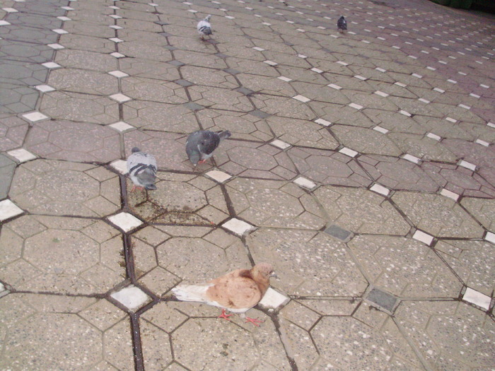 P9040105 - 18g Timisoara