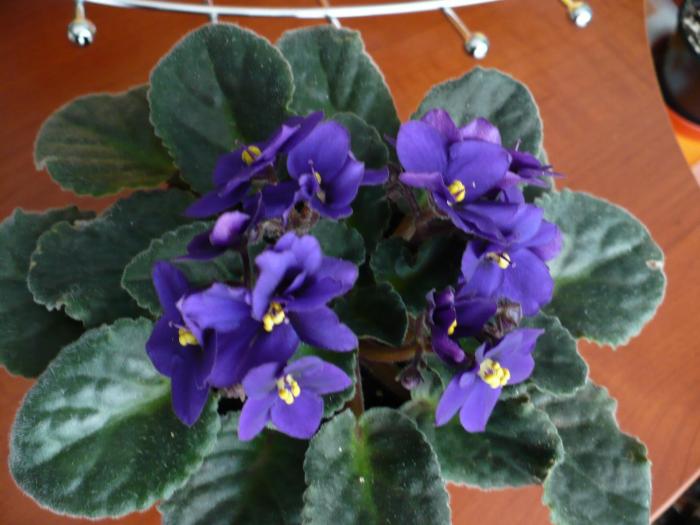 P1060299 - Violete africane