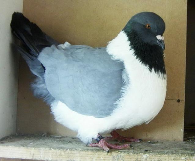 gazzi(Strasser nedungat)