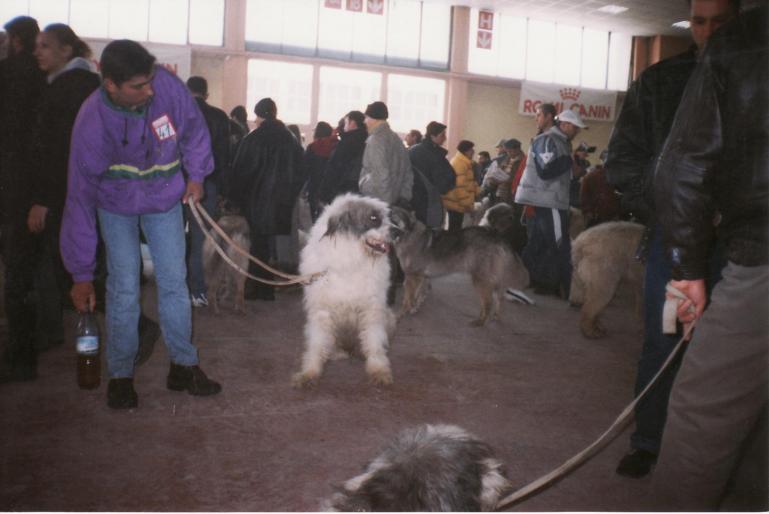 expo-bucuresti-2005-ciobanesc mioritic - CAINI-DRESAJ-SOCIALIZARE