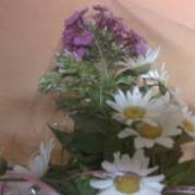 floarea 44 - flori sau plante