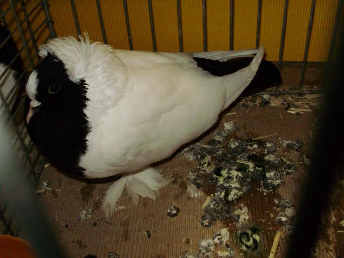 10270 wurttemberger mohrenkopfe 0 10270 wurttemberger mohrenkopfe 0