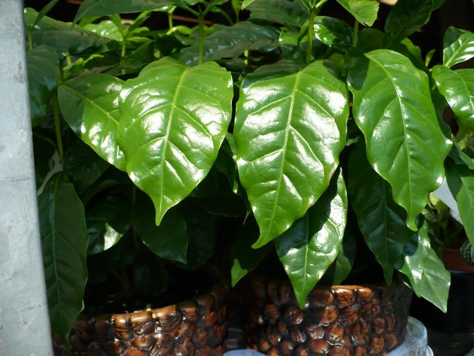 Coffea arabica