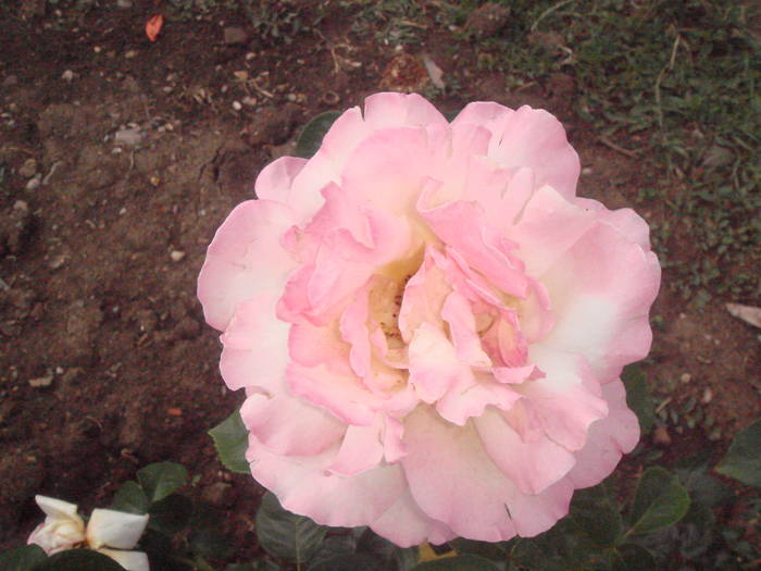 DSC01451 - trandafiri Romaniei