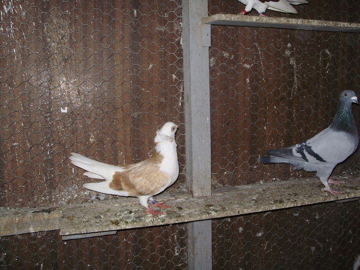 P8232028 - 1744 Sedat Iusein