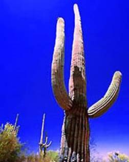Cactus - Flori rare