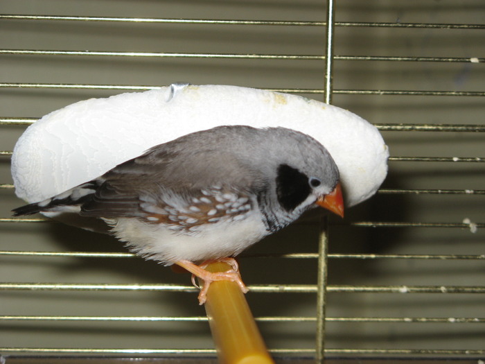 IMG_0830 - 1_1 - Zebre australiene - Zebra finches