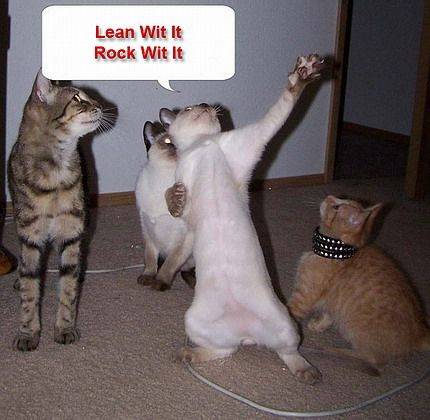 funny-dancing-cats - funny animals