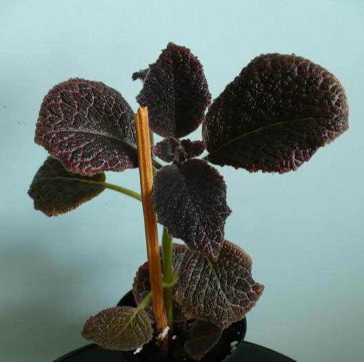 P1080690 - Episcia 2009 - 2010 - 2012 - 2014