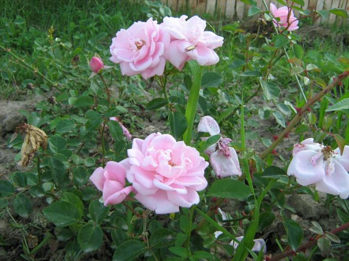 trandafir catarator - vara 2008