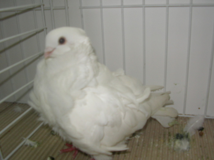 SANY0177 - poze expo 2009