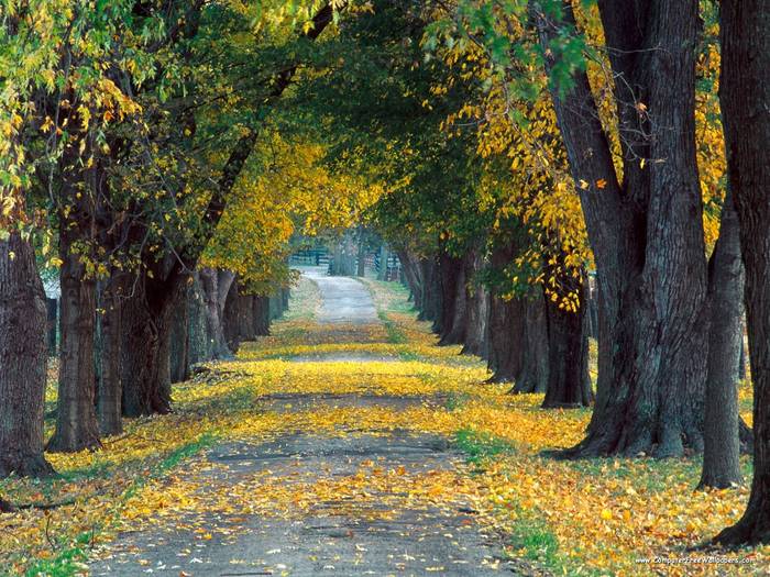 Tree-Lined Roadway, Louisville, Kentucky - Very Beautiful Nature Scenes