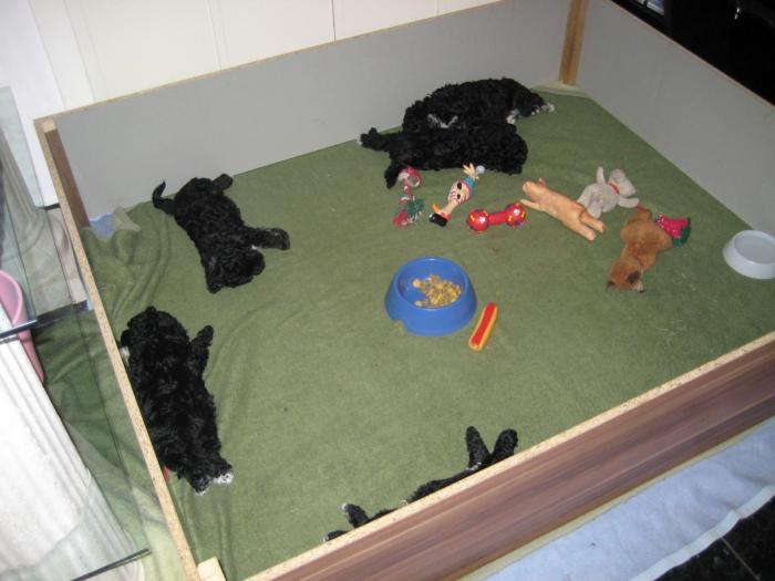 Dupa 49 zile - Cateii