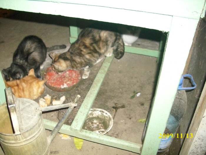 DSCI2535 - pisici si catelusa Boggy