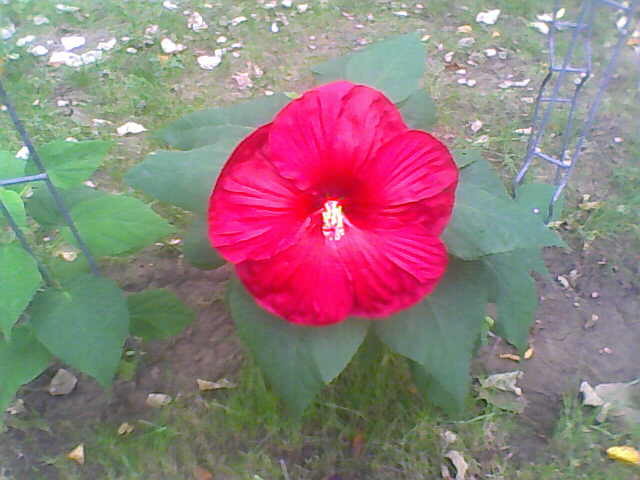 Picture 013 - hibiscus moscheutos