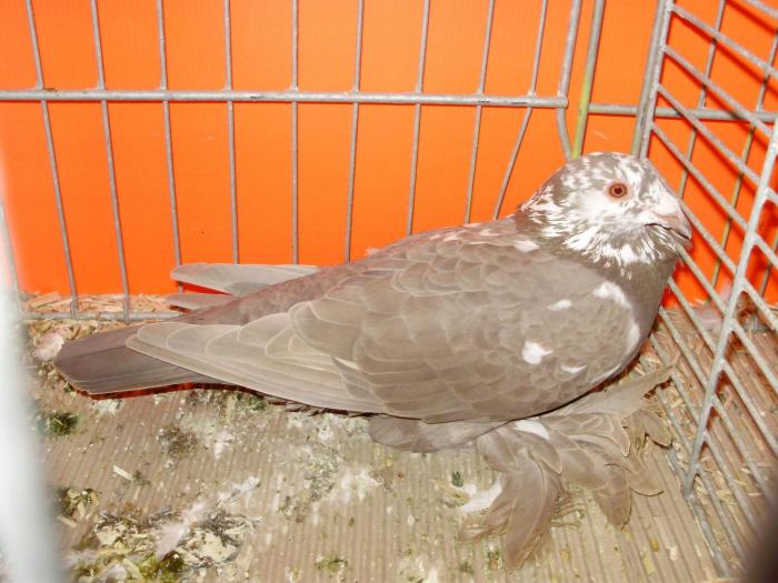 18263 magyar disposta 1 - 1505 partea 9a