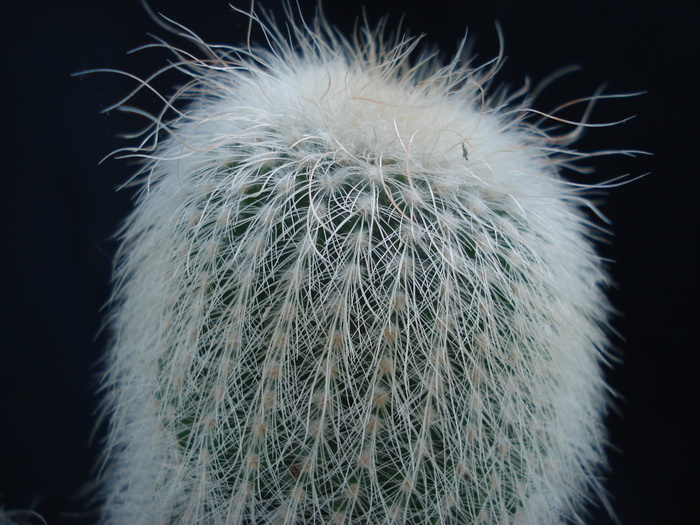 Eriocactus leninghausii v. albispinus