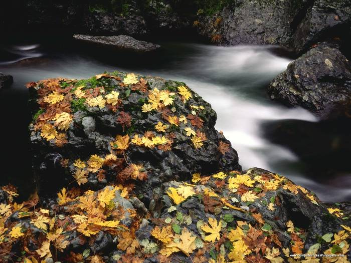 Autumn Leaf Covered Rock, Elk River, Oregon - Very Beautiful Nature Scenes