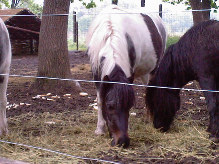 ponei - la zoo braila