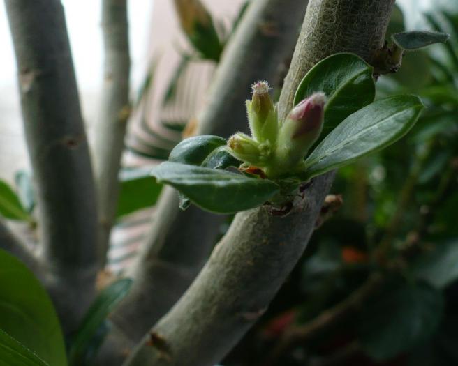 Boboci de adenium - Caudiciforme