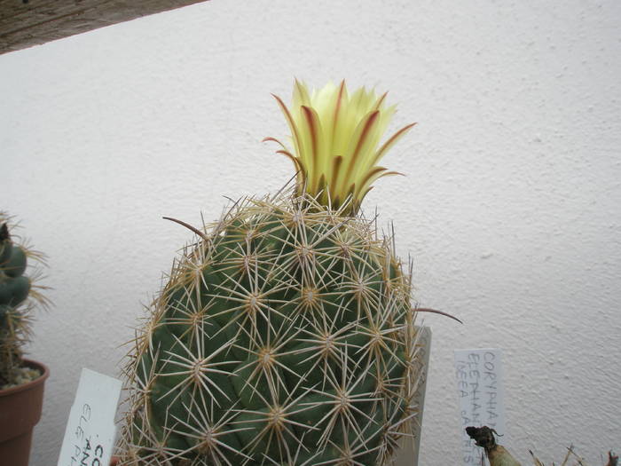 Coryphantha compacta - 10.07 - Coryphantha