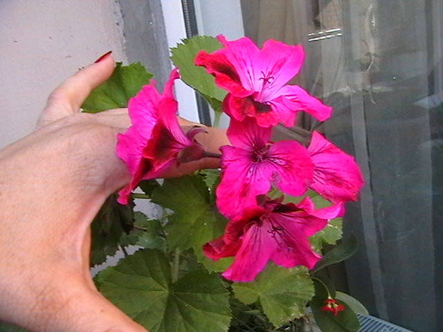 Picture 011