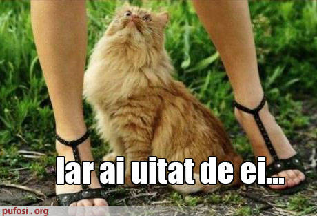 poze-amuzante-pisica-observa-ca-stapanei-ii-lipsesc-chilotii