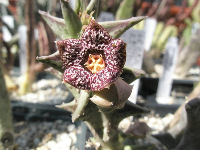 Orbea carnosa ssp. keithii - floare