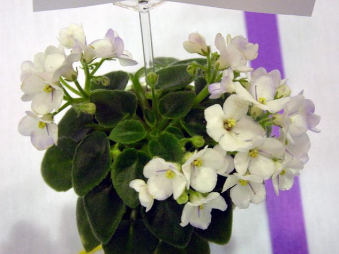 Childs_Play_2005avsa - violete de pe net