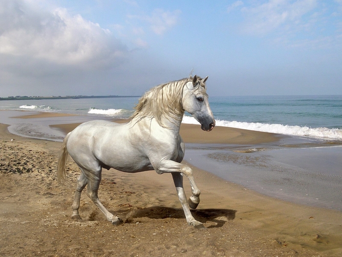 144 - POZE ANIMALE