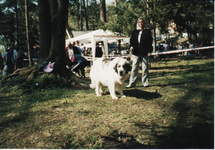 mastif de pirinei-expo sf. gheorghe 2002 - CAINI-DRESAJ-SOCIALIZARE