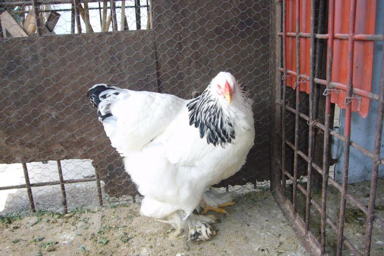 brahma herminat deschis