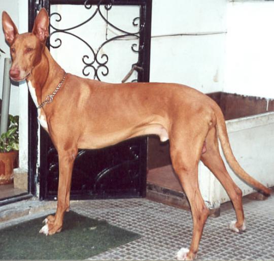 PHARAOH HOUND - RASE CAINI