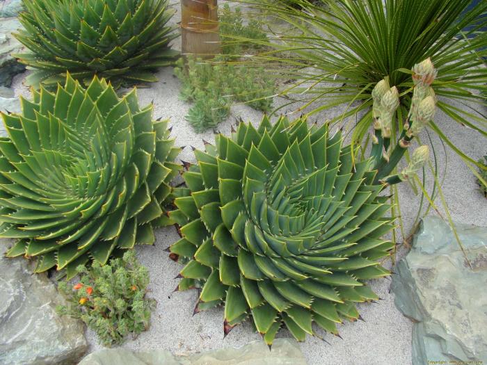 aloe_polyphylla_ellerslie_flower_show_2007