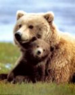 mama urs grizzly si puiul urs grizzly - URSUL GRIZZLY