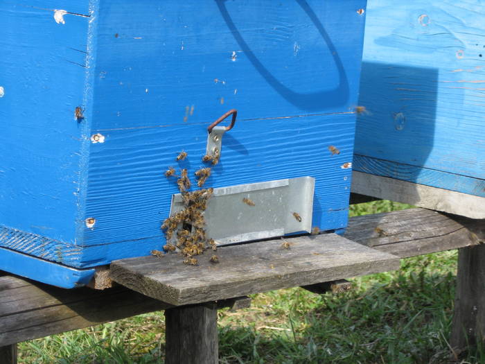 IMG_3057 - HARNICUTELE TATII