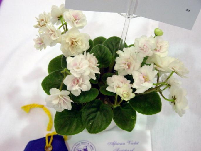 Little_Darlin_2005avsa_2 - violete de pe net