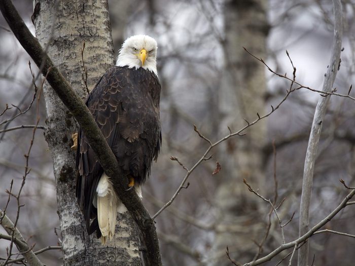 Chilkat Bald Eagle Preserve, Alaska - Wallpapers Premium