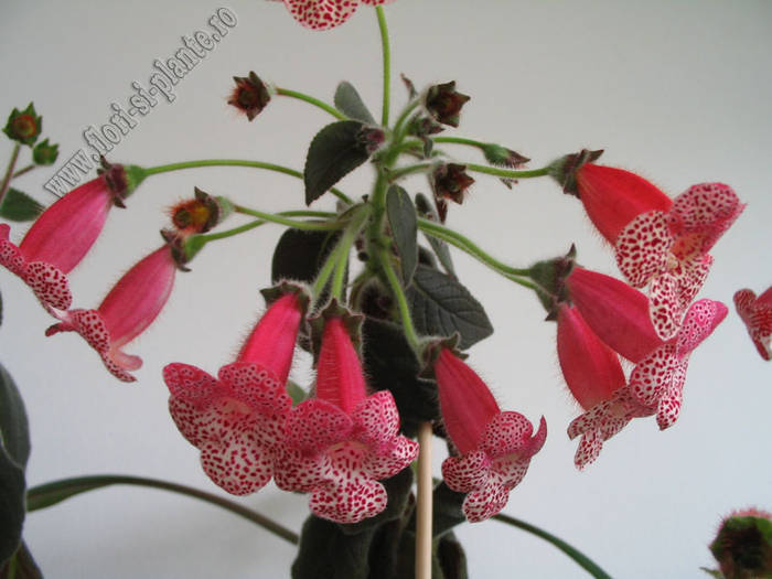 Kohleria Prince Albert 15 - KOHLERIA I