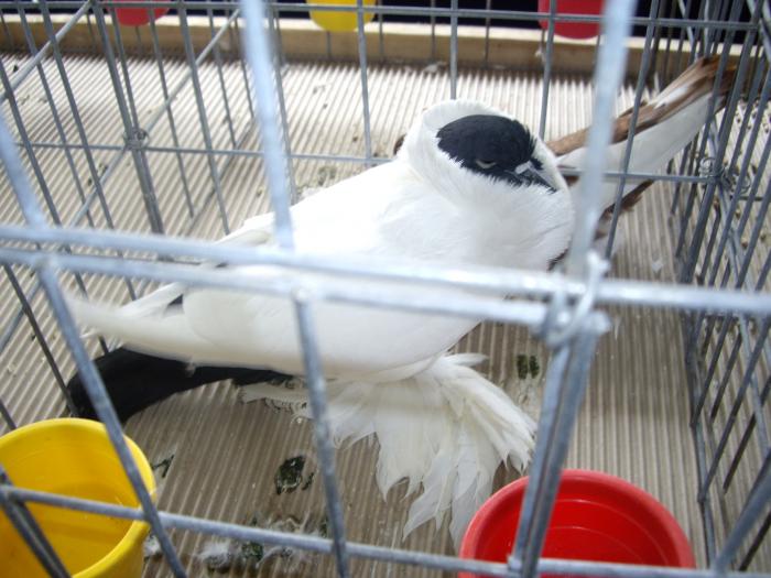 IMGP2760 - Expo Brasov 2009-porumbei