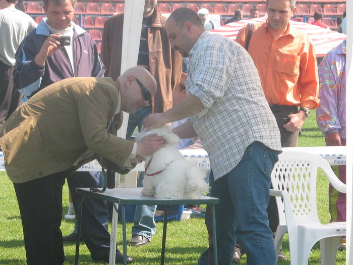 IMG_4784 - bichon frise